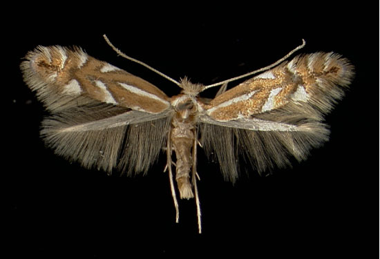 /filer/webapps/moths_gc/media/images/S/sorbi_Phyllonorycter_A_Innsbruck11021970_MHNG.jpg