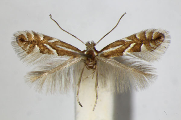 /filer/webapps/moths_gc/media/images/S/sorbi_Phyllonorycter_A_ZSM_2.jpg