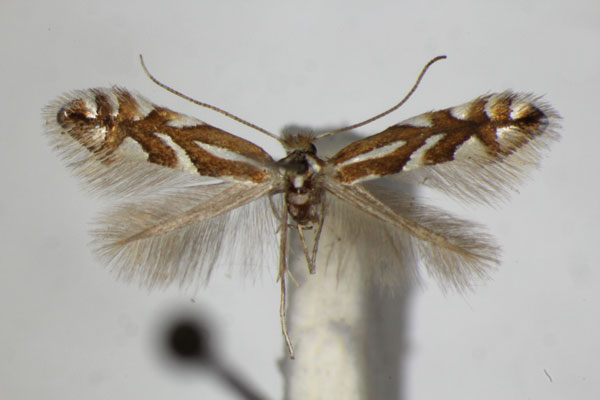 /filer/webapps/moths_gc/media/images/S/sorbi_Phyllonorycter_A_ZSM_3.jpg