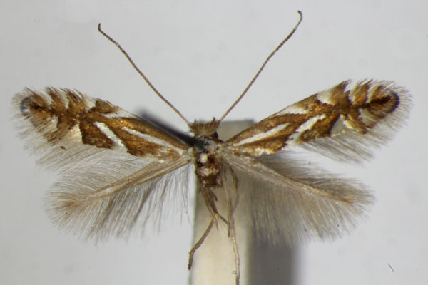 /filer/webapps/moths_gc/media/images/S/sorbi_Phyllonorycter_A_ZSM_5.jpg