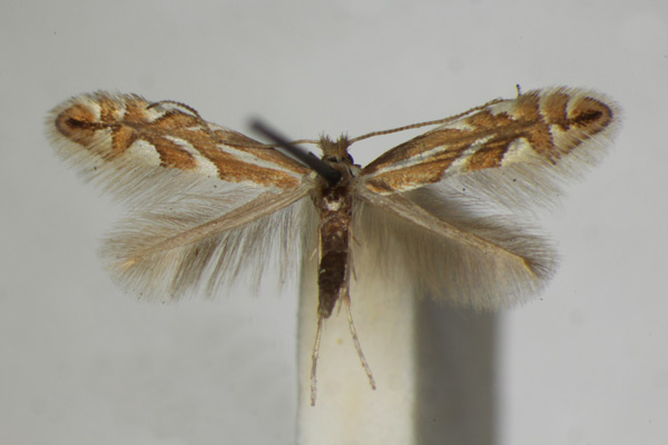 /filer/webapps/moths_gc/media/images/S/sorbi_Phyllonorycter_A_ZSM_6.jpg