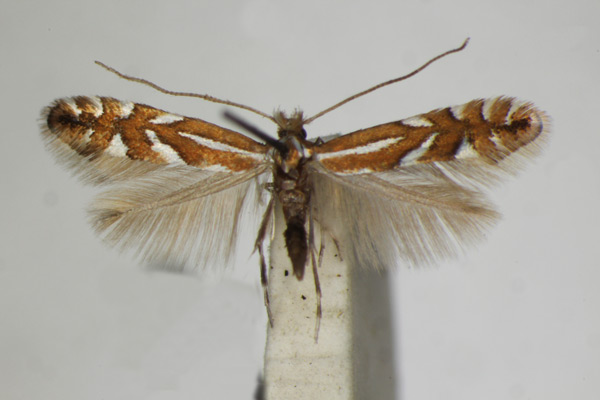 /filer/webapps/moths_gc/media/images/S/sorbi_Phyllonorycter_A_ZSM_7.jpg