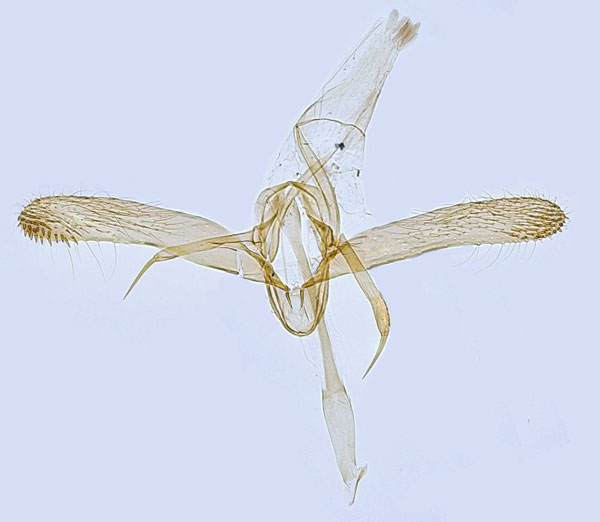 /filer/webapps/moths_gc/media/images/S/sorbi_Phyllonorycter_GM_Hall.jpg