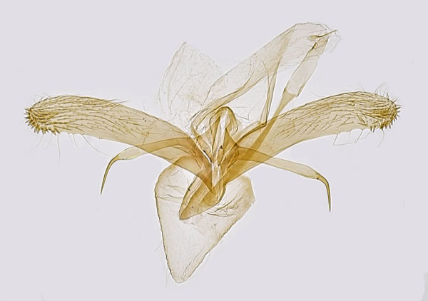 /filer/webapps/moths_gc/media/images/S/sorbi_Phyllonorycter_GM_Hall_2.jpg