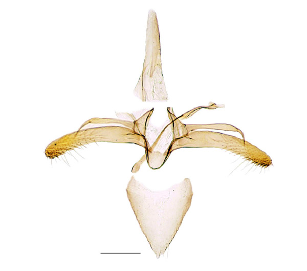 /filer/webapps/moths_gc/media/images/S/sorbi_Phyllonorycter_GM_Kirichenko-et-al_2017_9.jpg