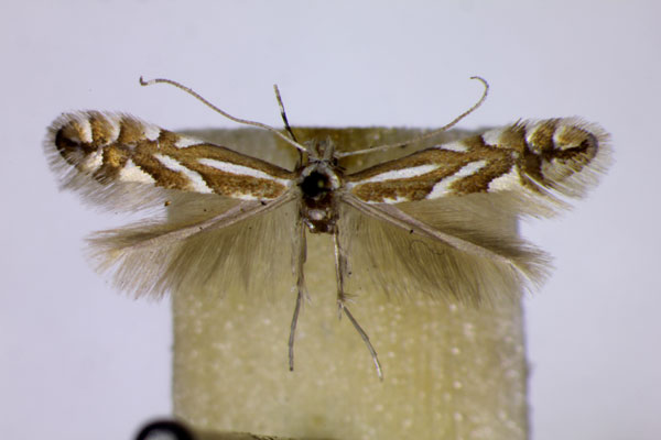 /filer/webapps/moths_gc/media/images/S/sorbi_Phyllonorycter_LT_BMNH.jpg