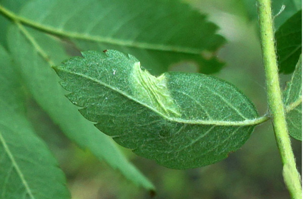 /filer/webapps/moths_gc/media/images/S/sorbi_Phyllonorycter_Mine_Knyazev-et-al_2018_266.jpg