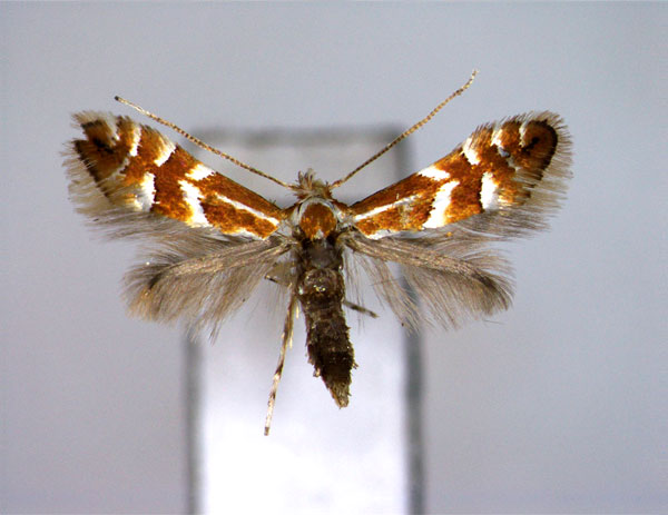/filer/webapps/moths_gc/media/images/S/sorbicola_Phyllonorycter_A_EIHU.jpg