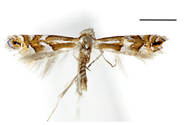 /filer/webapps/moths_gc/media/images/S/sorbicola_Phyllonorycter_A_Kim-etal_2024_402.jpg