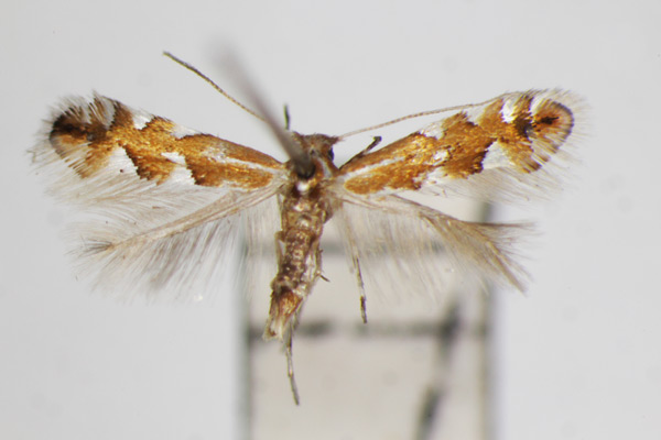 /filer/webapps/moths_gc/media/images/S/sorbicola_Phyllonorycter_A_ZSM.jpg