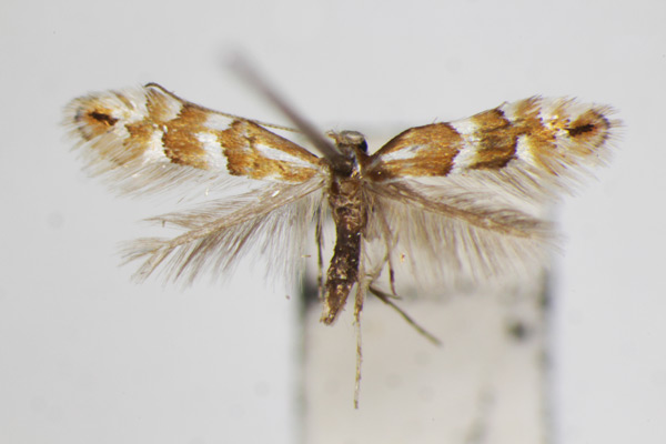 /filer/webapps/moths_gc/media/images/S/sorbicola_Phyllonorycter_A_ZSM_2.jpg