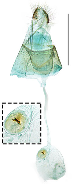/filer/webapps/moths_gc/media/images/S/sorbicola_Phyllonorycter_GF_Kim-etal_2024_411.jpg