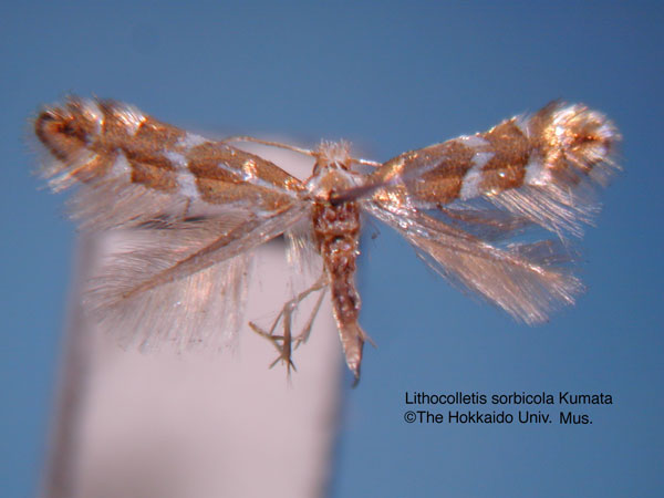 /filer/webapps/moths_gc/media/images/S/sorbicola_Phyllonorycter_HT_EIHU.jpg