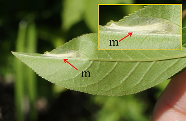 /filer/webapps/moths_gc/media/images/S/sorbicola_Phyllonorycter_mine_Kirichenko-et-al_2019_37.jpg