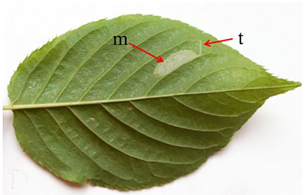 /filer/webapps/moths_gc/media/images/S/sorbicola_Phyllonorycter_mine_Kirichenko-et-al_2019_37_D.jpg