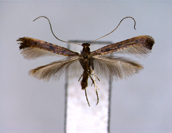 /filer/webapps/moths_gc/media/images/S/soyella_Caloptilia_A_EIHU.jpg