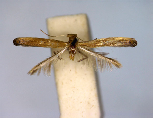 /filer/webapps/moths_gc/media/images/S/soyella_Caloptilia_A_EIHU_2.jpg