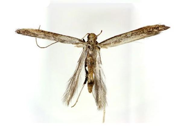 /filer/webapps/moths_gc/media/images/S/soyella_Caloptilia_A_Kim-etal_2022_7.jpg