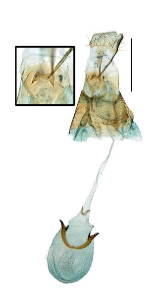 /filer/webapps/moths_gc/media/images/S/soyella_Caloptilia_GF_Kim-etal_2022_8.jpg