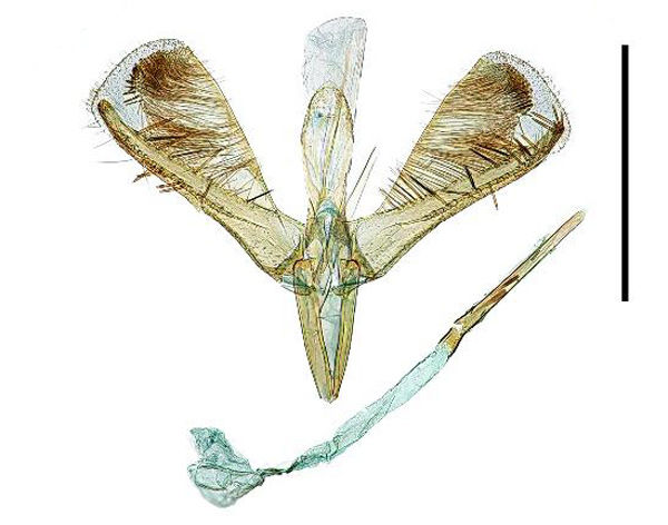 /filer/webapps/moths_gc/media/images/S/soyella_Caloptilia_GM_Kim-etal_2022_4.jpg