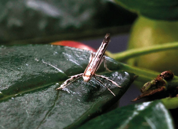 /filer/webapps/moths_gc/media/images/S/spermotrophus_Cuphodes_A_Triberti-etal_2026_130.jpg