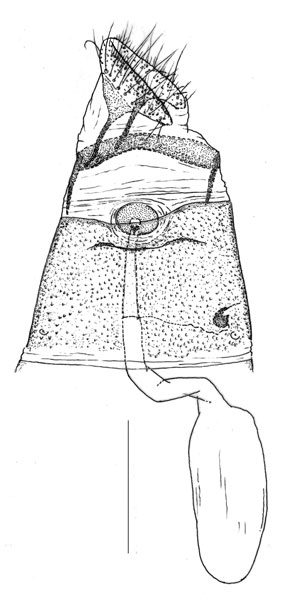 /filer/webapps/moths_gc/media/images/S/spermotrophus_Cuphodes_HT_GF_Triberti-etal_2026_128.jpg