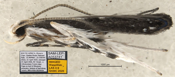 /filer/webapps/moths_gc/media/images/S/spermotrophus_Cuphodes_PT_A1_Triberti-etal_2026_126.jpg