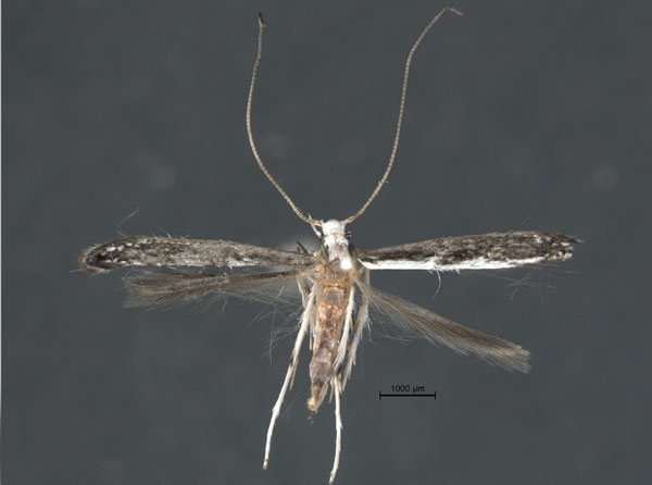 /filer/webapps/moths_gc/media/images/S/spermotrophus_Cuphodes_PT_A1_Triberti-etal_2026_127.jpg
