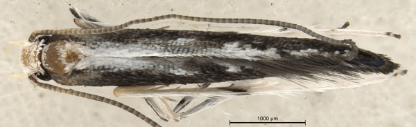 /filer/webapps/moths_gc/media/images/S/spermotrophus_Cuphodes_PT_A2_Triberti-etal_2026_126.jpg
