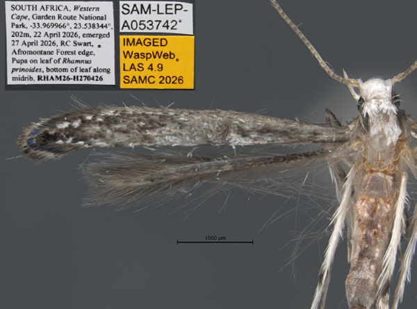 /filer/webapps/moths_gc/media/images/S/spermotrophus_Cuphodes_PT_A2_Triberti-etal_2026_127.jpg