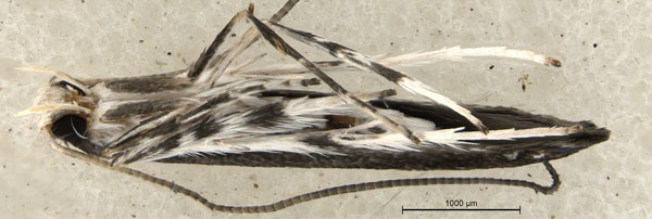 /filer/webapps/moths_gc/media/images/S/spermotrophus_Cuphodes_PT_A3_Triberti-etal_2026_126.jpg