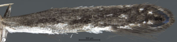 /filer/webapps/moths_gc/media/images/S/spermotrophus_Cuphodes_PT_A3_Triberti-etal_2026_127.jpg