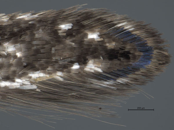 /filer/webapps/moths_gc/media/images/S/spermotrophus_Cuphodes_PT_A4_Triberti-etal_2026_127.jpg