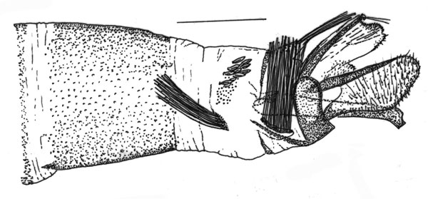 /filer/webapps/moths_gc/media/images/S/spermotrophus_Cuphodes_PT_GM1_Triberti-etal_2026_124.jpg