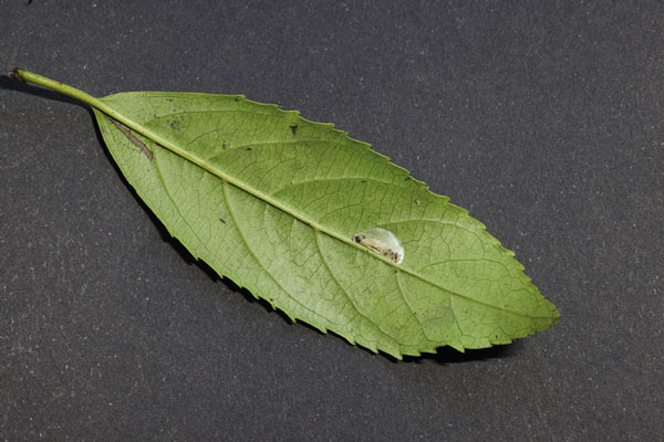 /filer/webapps/moths_gc/media/images/S/spermotrophus_Cuphodes_PT_cocoon1_Triberti-etal_2026_129.jpg