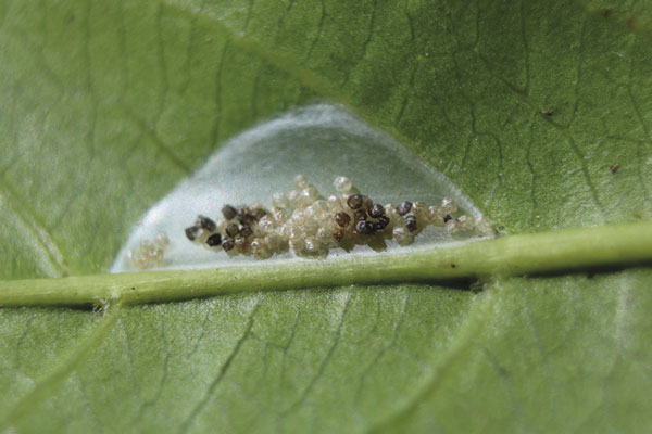 /filer/webapps/moths_gc/media/images/S/spermotrophus_Cuphodes_PT_cocoon2_Triberti-etal_2026_129.jpg
