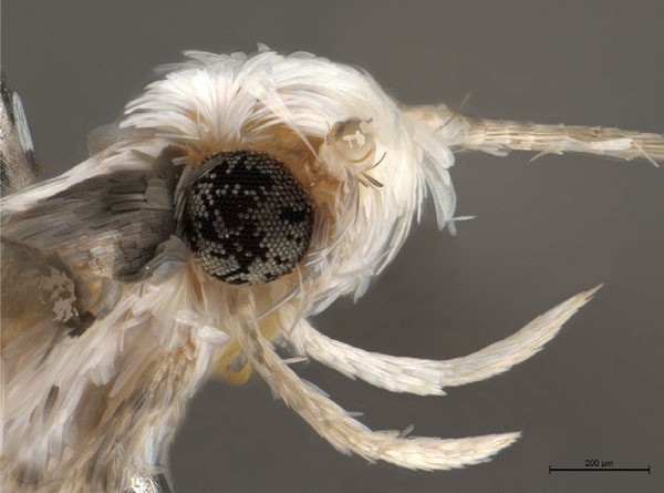 /filer/webapps/moths_gc/media/images/S/spermotrophus_Cuphodes_PT_head_Triberti-etal_2026_127.jpg