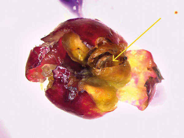 /filer/webapps/moths_gc/media/images/S/spermotrophus_Cuphodes_PT_mine2_Triberti-etal_2026_129.jpg