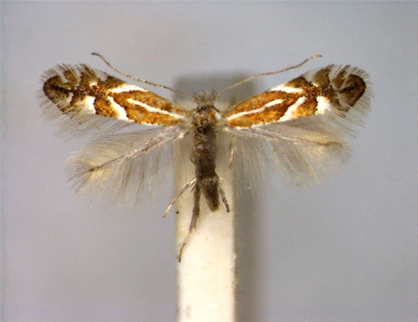 /filer/webapps/moths_gc/media/images/S/spinicolella_Phyllonorycter_A_EIHU.jpg