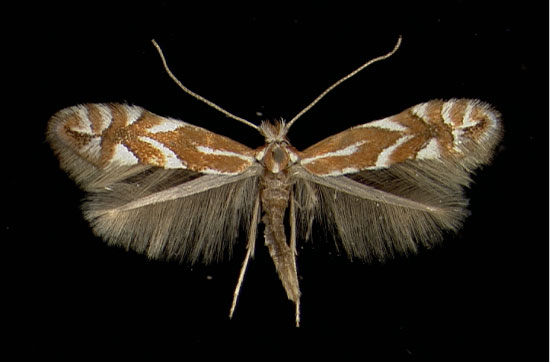 /filer/webapps/moths_gc/media/images/S/spinicolella_Phyllonorycter_A_Innsbruck31011970_MHNG.jpg