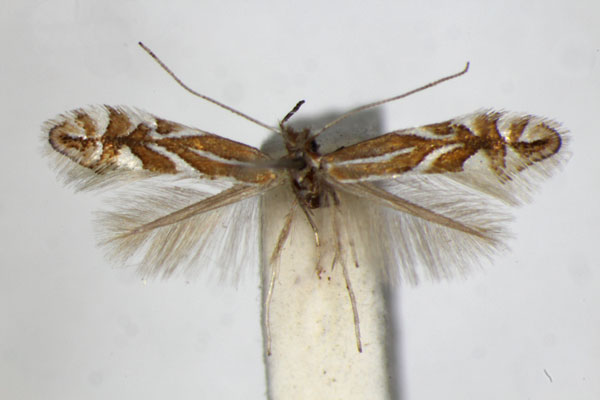 /filer/webapps/moths_gc/media/images/S/spinicolella_Phyllonorycter_A_ZSM_2.jpg