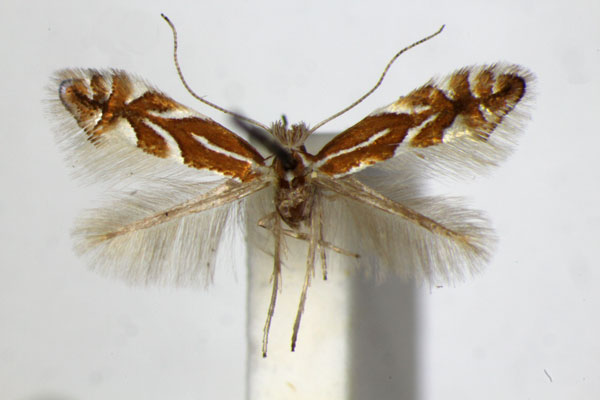 /filer/webapps/moths_gc/media/images/S/spinicolella_Phyllonorycter_A_ZSM_5.jpg