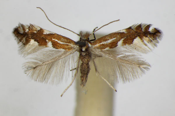 /filer/webapps/moths_gc/media/images/S/spinicolella_Phyllonorycter_A_ZSM_7.jpg