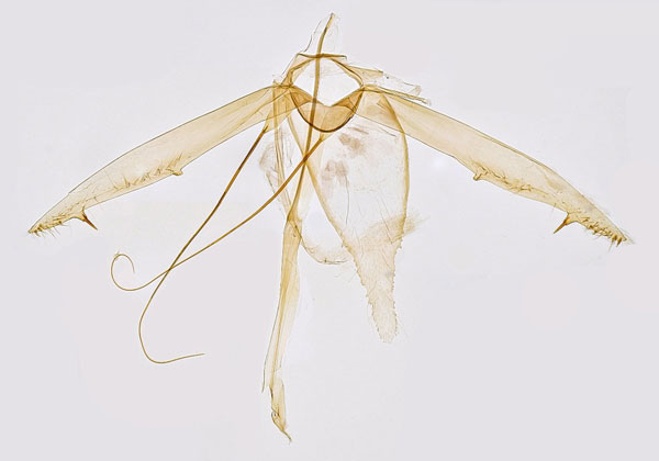 /filer/webapps/moths_gc/media/images/S/spinicolella_Phyllonorycter_GM_Hall.jpg