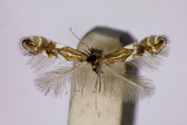 /filer/webapps/moths_gc/media/images/S/spinicolella_Phyllonorycter_LT_BMNH.jpg