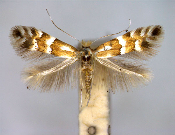 /filer/webapps/moths_gc/media/images/S/spinolella_Phyllonorycter_A_EIHU.jpg