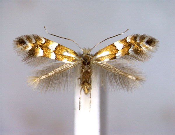 /filer/webapps/moths_gc/media/images/S/spinolella_Phyllonorycter_A_EIHU_2.jpg