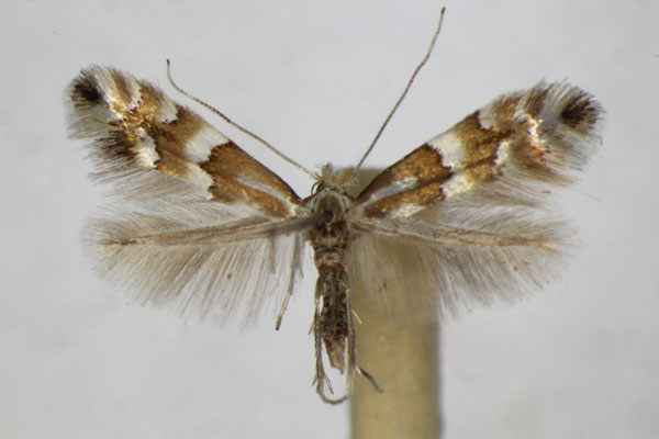 /filer/webapps/moths_gc/media/images/S/spinolella_Phyllonorycter_A_ZSM.jpg