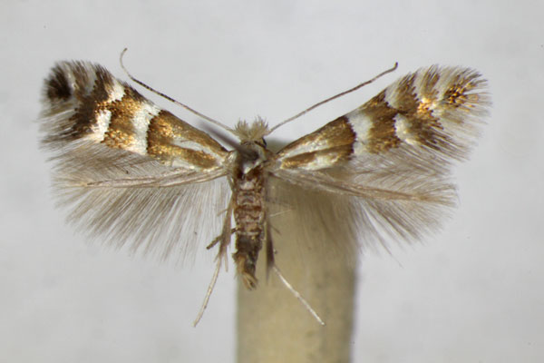 /filer/webapps/moths_gc/media/images/S/spinolella_Phyllonorycter_A_ZSM_2.jpg