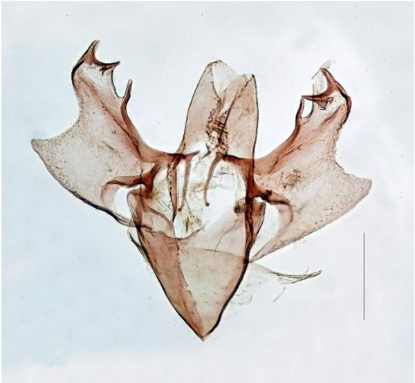 /filer/webapps/moths_gc/media/images/S/spirostachydis_Ectropina_GM_Triberti-etal_2024_38.jpg